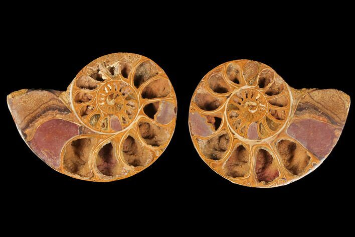 3.9" Cut & Polished Agatized Ammonite Fossil (Pair)- Jurassic